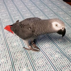 Meet your Posher, Ramon